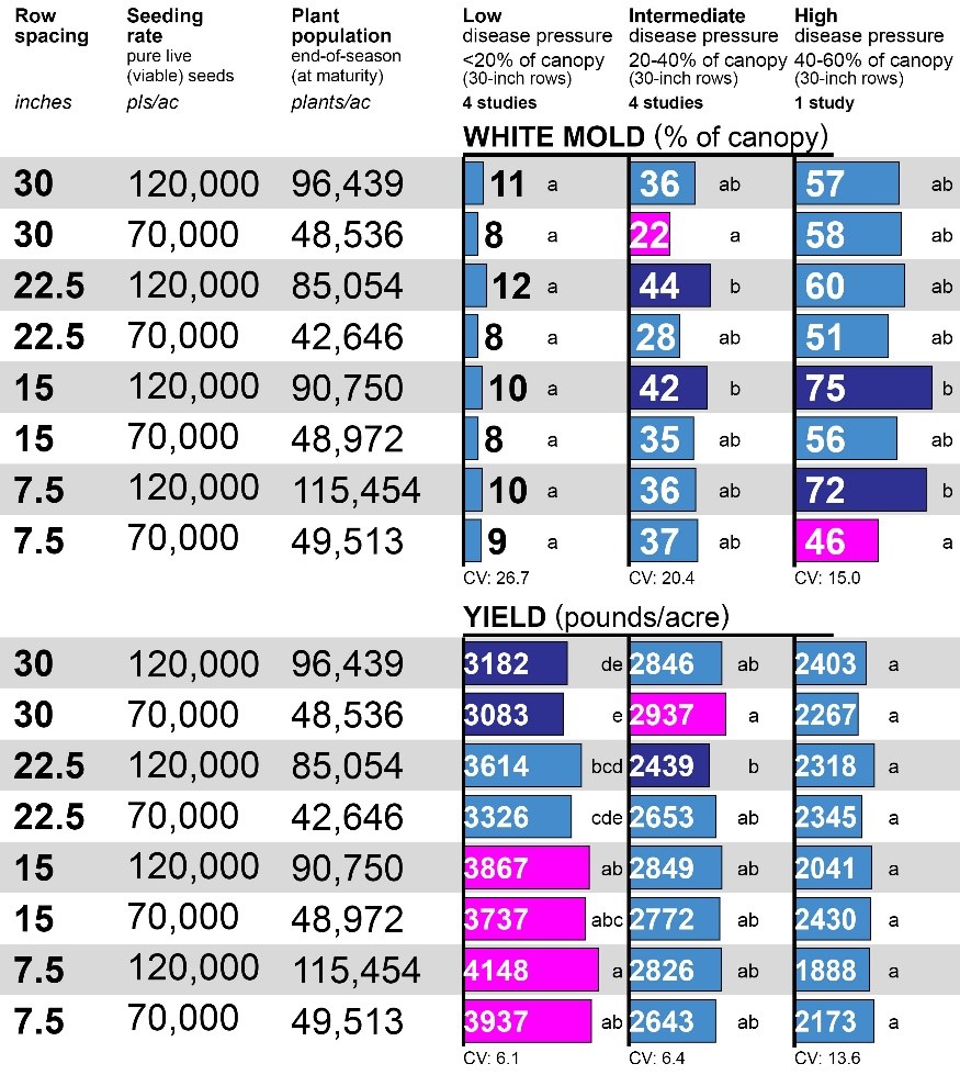 Optimizing Row Spacing and Seeding Rate for Improved Pinto Bean